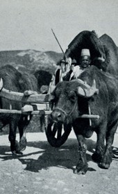 HAB42: “Buffalo cart on the road to Elbasan” (Photo: Hugo Bernatzik, 1929).
