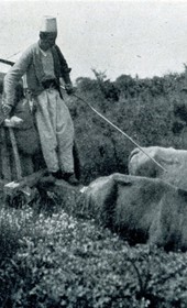 HAB82: “Buffalo cart in the marshes of Karavasta” near Lushnja (Photo: Hugo Bernatzik, 1929).