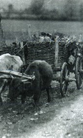 “A Gheg man posing for the photographer beside his oxen-drawn cartload” (Photo: Carleton Coon 1929).