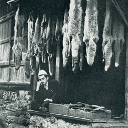 WKL1942_048c | A merchant in Kruja selling fox skins (Photo 1941-1942).