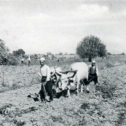 WKL1942_049a | Ploughing with Italian oxen (Photo 1941-1942).