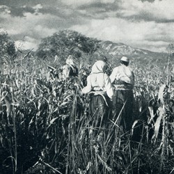 WKL1942_065a | Harvesting maize (Photo 1941-1942).