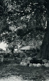 EVL113: Sheep and shepherd resting in the shade (Photo: Erich von Luckwald, ca. 1936).