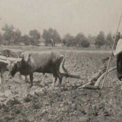 FMG010: Ploughing near Tirana, Albania (photo: Friedrich Markgraf, 1924-1928).