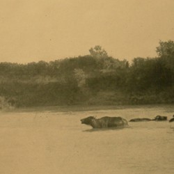 FMG029: Water buffaloes in the Shkumbin River near Sulzotaj, District of Lushnja, Albania (photo: Friedrich Markgraf, 1924-1928).