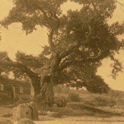 FMG035: Rrapi Trish, the ‘Three Plane Trees,’ on the road to Dibra, near Tirana, Albania (photo: Friedrich Markgraf, 1924-1928).