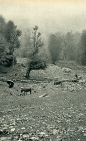 GM031: Rainy day near Boga, on the road to Theth (Photo: Giuseppe Massani, 1940).