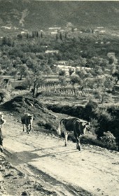 GM054: Cows on the road in Kruja (Photo: Giuseppe Massani, 1940).