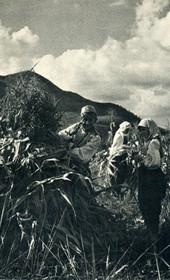 GM070: Harvesting corn near Elbasan (Photo: Giuseppe Massani, 1940).