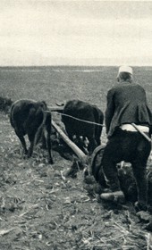 GM078: Ploughing on the banks of Lake Ohrid near Pogradec (Photo: Giuseppe Massani, 1940).