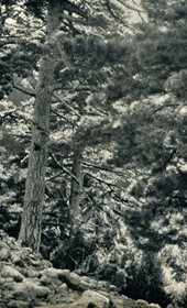 GM079: The pine forest of Llogara south of Vlora (Photo: Giuseppe Massani, 1940).