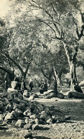 GM086: Under the olive trees in Himara (Photo: Giuseppe Massani, 1940).