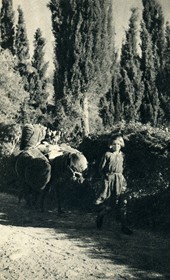 GM096: Young girl near Spileja in Himara (Photo: Giuseppe Massani, 1940).