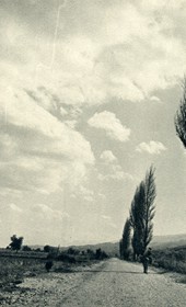 GM109: Poplars on the road to Gjirokastra (Photo: Giuseppe Massani, 1940).