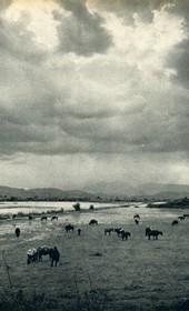 GM116: Fields near Delvina (Photo: Giuseppe Massani, 1940).